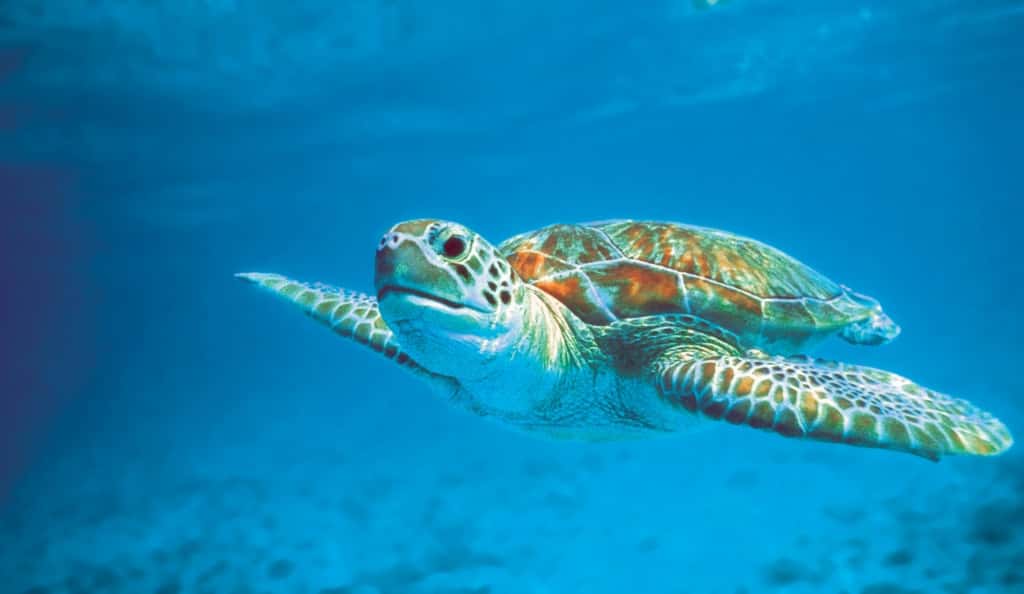 galapagos seaturtle